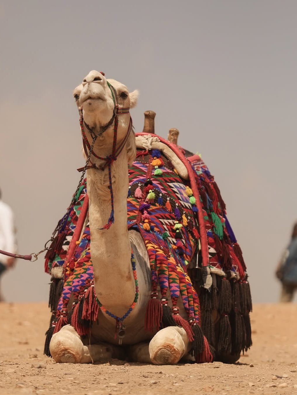 Birqash Camel Market Half Day